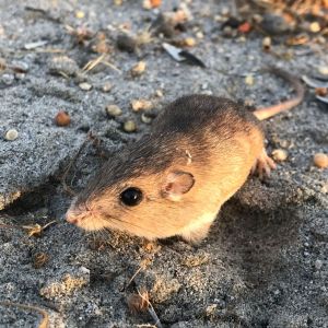 LOS ANGELES POCKET MOUSE