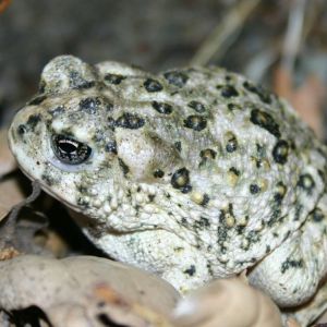 ARROYO TOAD