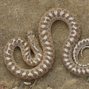 CALIFORNIA GLOSSY SNAKE