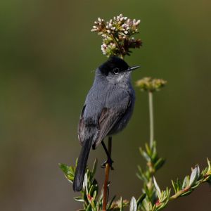 COASTAL CALIFORNIA GNATCATCHER