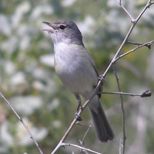 Least Bell's Vireo