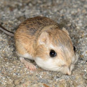 SAN BERNARDINO KANGAROO RAT