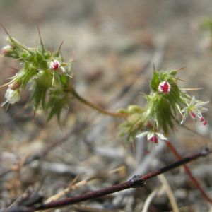 SLENDER-HORNED SPINEFLOWER