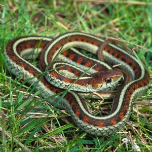 SOUTH COAST GARTER SNAKE