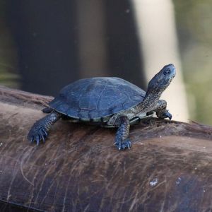 SOUTHWESTERN POND TURTLE