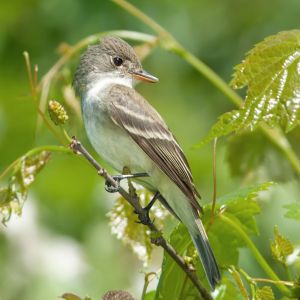 SOUTHWESTERN WILLOW FLYCATCHER