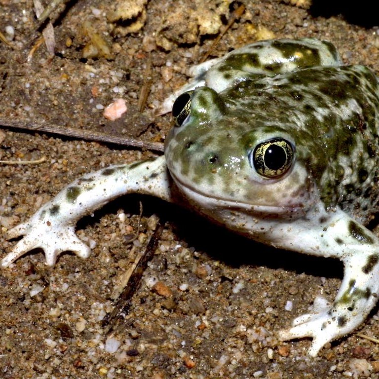 WESTERN SPADEFOOT TOAD