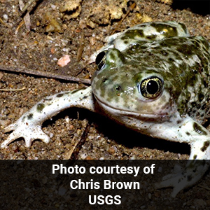 Spadefoot Toad
