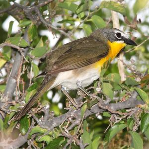 YELLOW-BREASTED CHAT